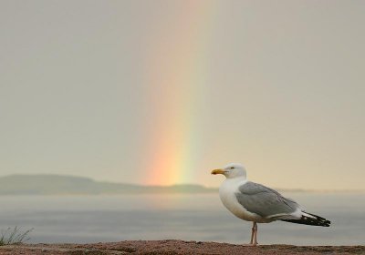 Herring Gull (American)