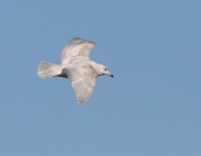 Glaucous Gull