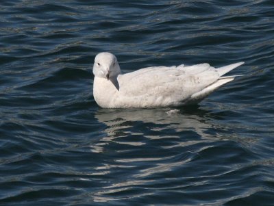 Glaucous Gull