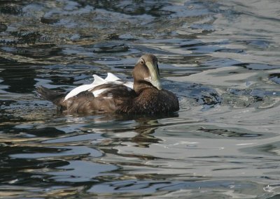 Common Eider