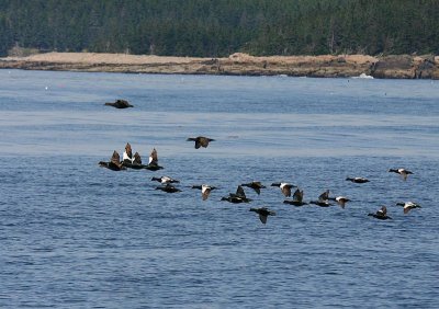 Common Eider