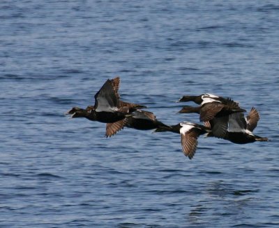 Common Eider