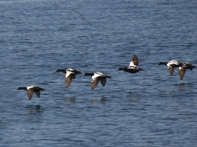 Common Eider