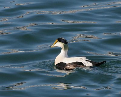 Common Eider