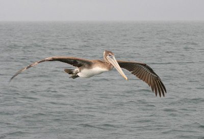 Brown Pelican