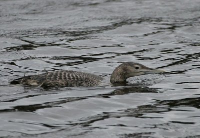 Yellow-billed Loon