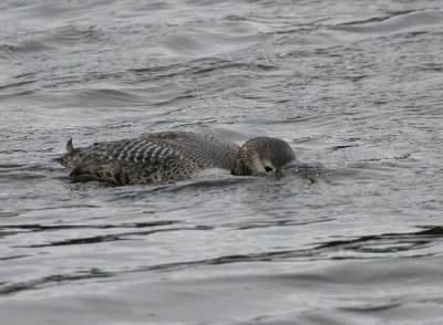 Yellow-billed Loon