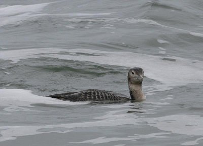 Yellow-billed Loon