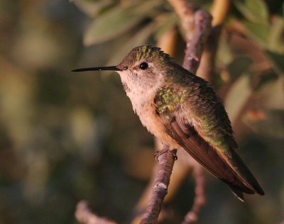 Broad-tailed Hummingbird