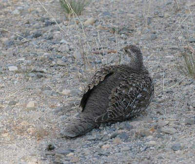 Sooty Grouse