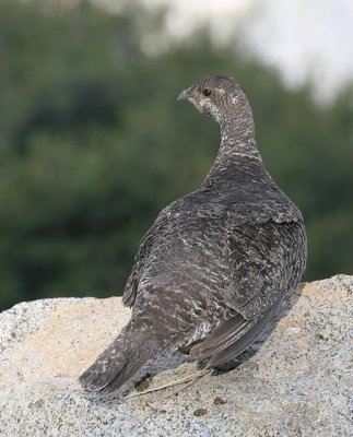 Sooty Grouse