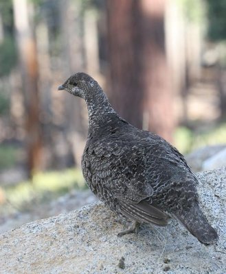 Sooty Grouse