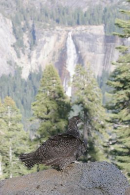 Sooty Grouse