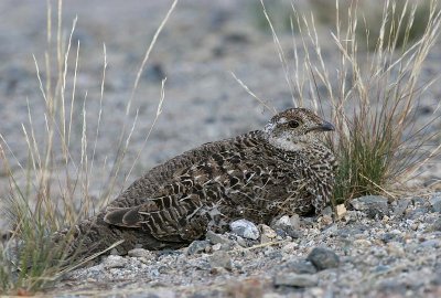 Sooty Grouse