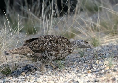 Sooty Grouse