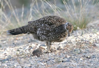 Sooty Grouse