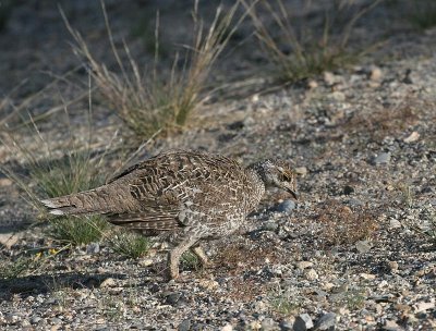 Sooty Grouse