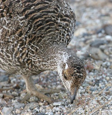 Sooty Grouse