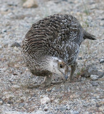 Sooty Grouse