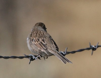 Brewer's Sparrow (breweri)