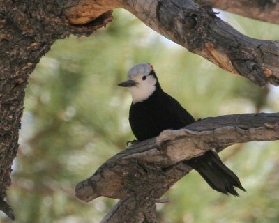 White-headed Woodpecker