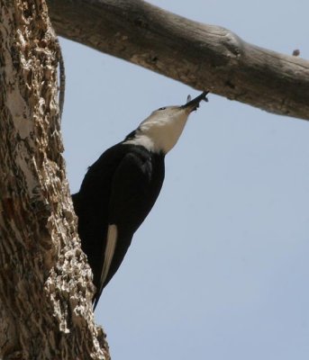 White-headed Woodpecker