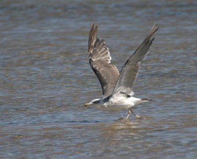 Lesser Black-backed Gull