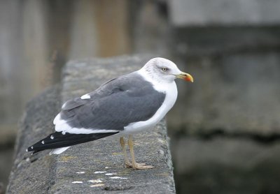 Lesser Black-backed Gull, Boston, December 2003