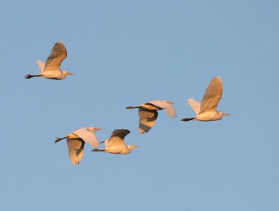 Cattle Egret