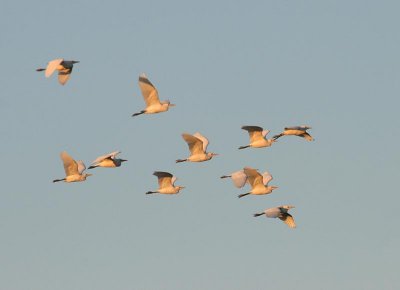 Cattle Egret