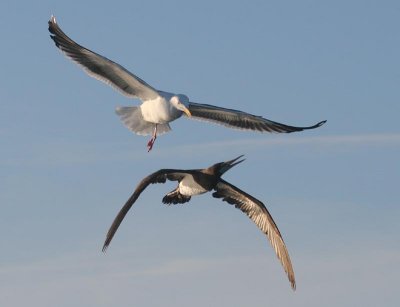 Brown Booby and Western Gull