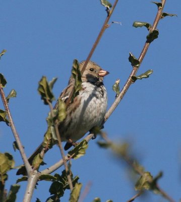 Harris's Sparrow, Petaluma, January 2007