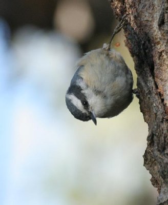 Red-breasted Nuthatch