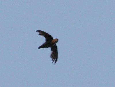 Chimney Swift