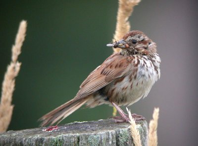 Song Sparrow (Other forms)