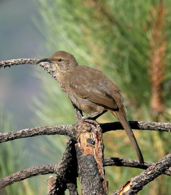 California Thrasher