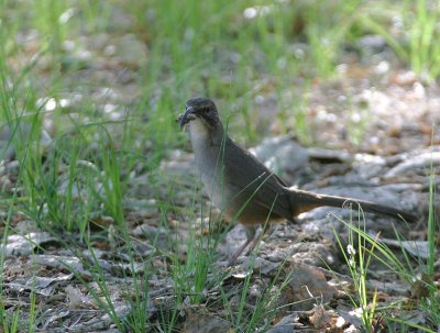 California Thrasher