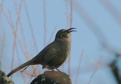 California Thrasher