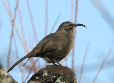 California Thrasher