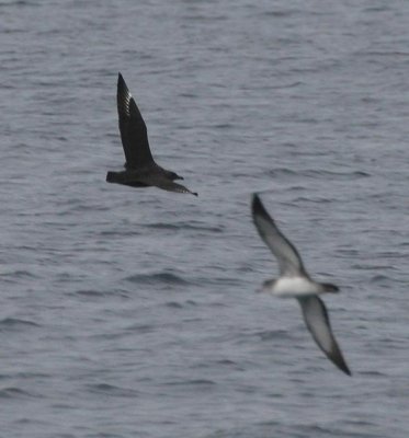 South Polar Skua with Pink-footed Shearwater