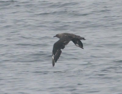 South Polar Skua