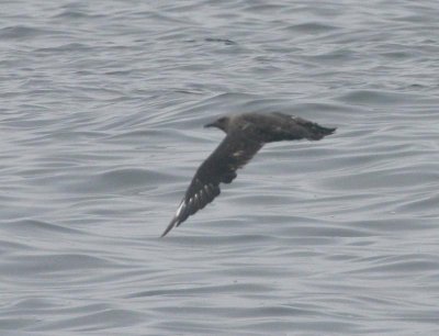 South Polar Skua