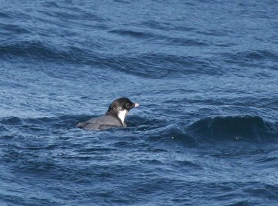 Ancient Murrelet