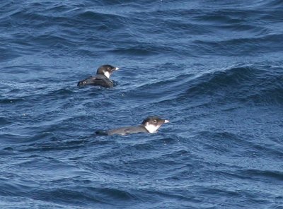 Ancient Murrelet