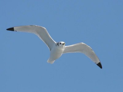 Black-legged Kittiwake