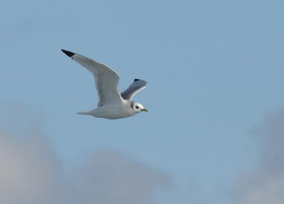 Black-legged Kittiwake