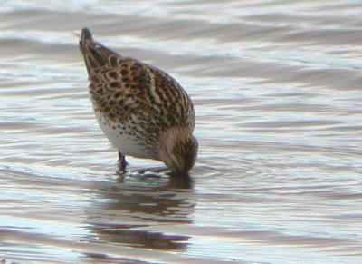 White-rumped Sandpiper