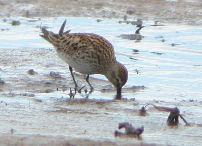 White-rumped Sandpiper