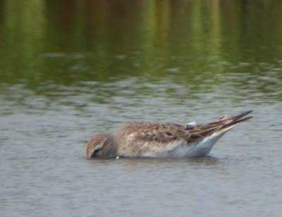 White-rumped Sandpiper