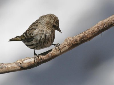 Pine Siskin